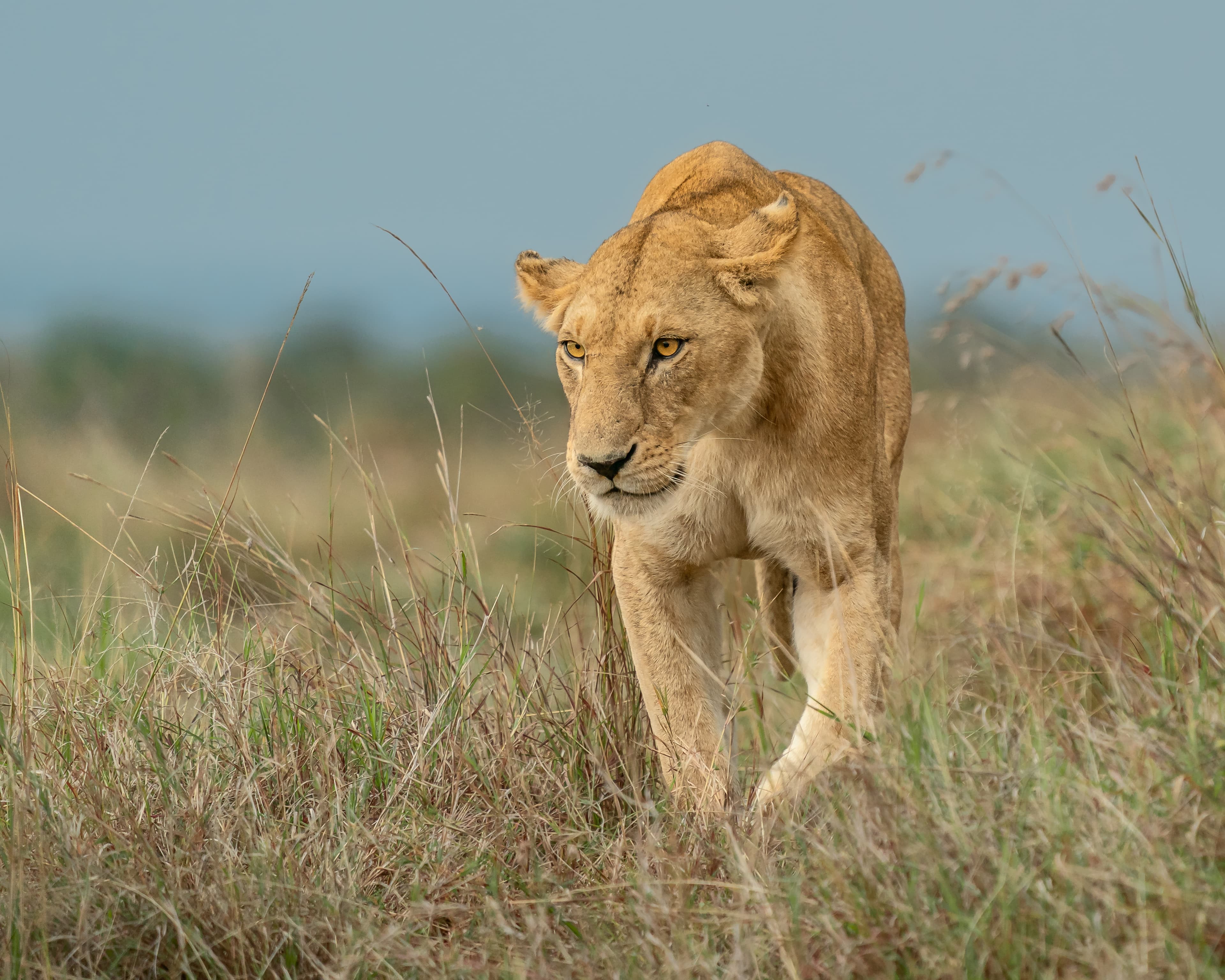 Queen of the Mara Maasai Mara