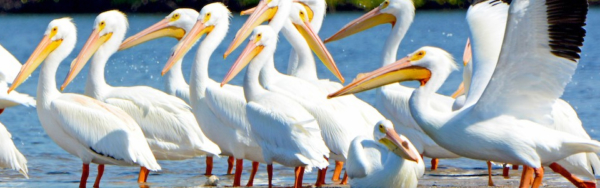 The Beaches of Fort Myers and Sanibel